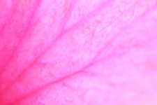 Petal Texture Background