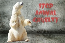 Oso polar animal de la crueldad