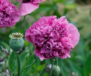 Poppy Flower Pink