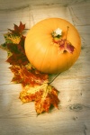 Pumpkin And Leaves