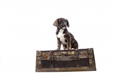Filhote de cachorro com mala de viagem