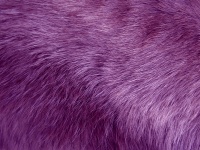Purple Fur Background