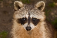 Raccoon porträtt