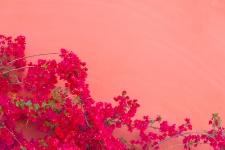 Red bougainvillea and the wall
