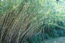 Reeds Bending Over