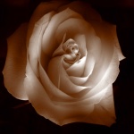 Rose (1)
