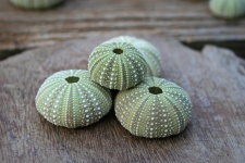 Sea urchin shells