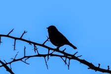 Silueta de un pájaro en una rama