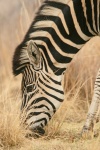Single zebra grazing in the veld