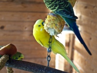 Parakeets eating Corn