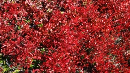 Undergrowth en automne (6)