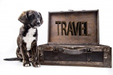 Travel Bakgrund med hunden