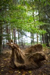 Copac Stump