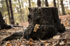Copac Stump