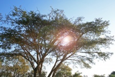 Baum mit Lens Flare
