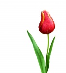 Tulip Isolated