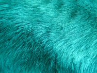 Turquoise Fur Background