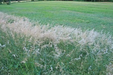 Uncut Wild Grass