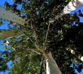 Aż do wierzchołków drzew Bluegum