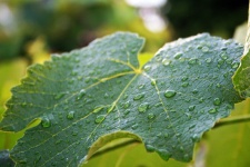 Vine leaf with droplets