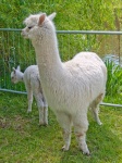 White Alpaca With Young