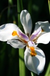 Wild iris flower 3