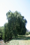 Willow tree on riverbank