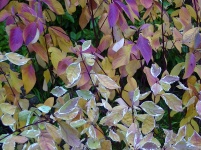 Winter-Blätter Farben