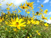 žluté Květy