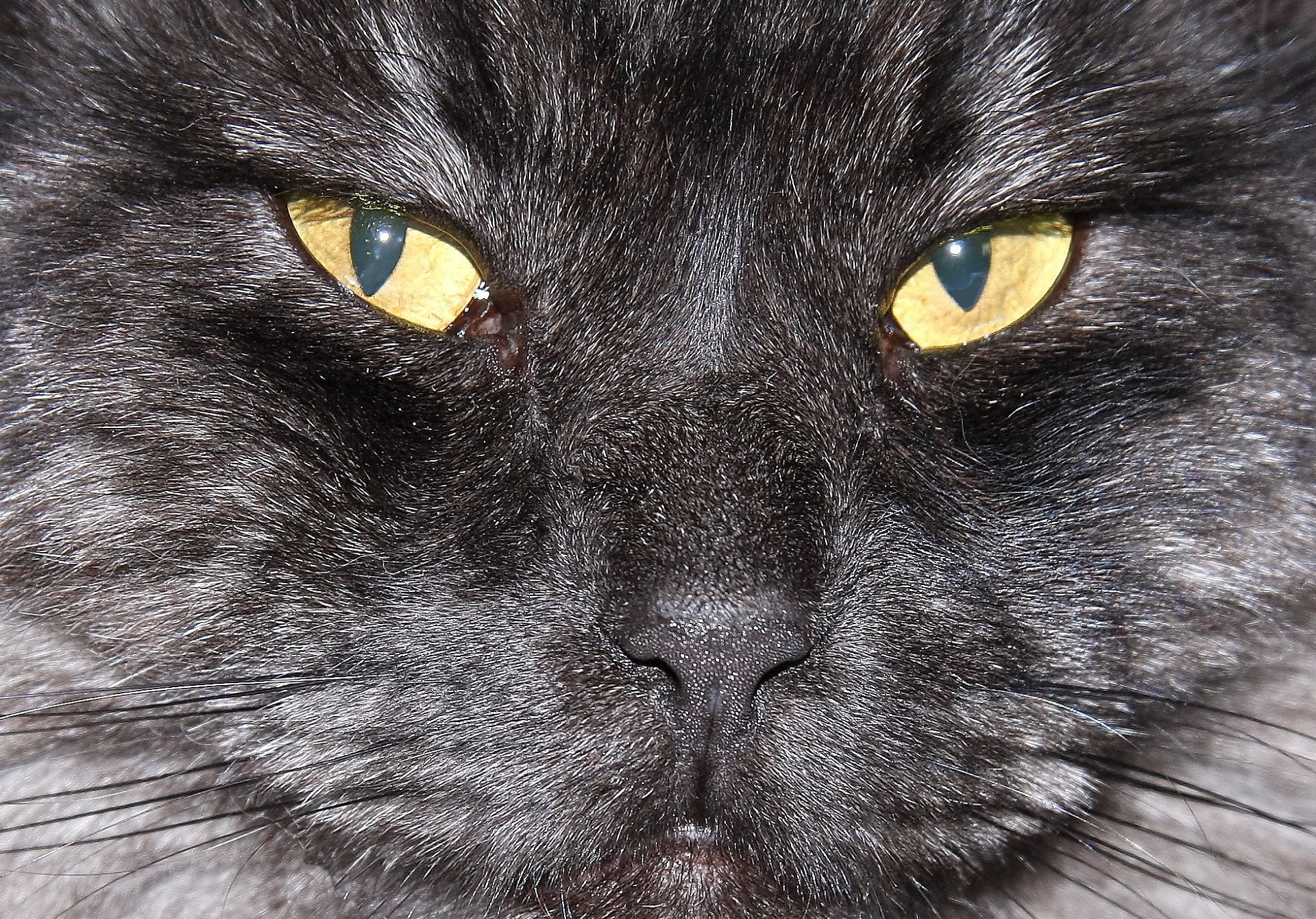  Black Cat Face  Free Stock Photo Public Domain Pictures
