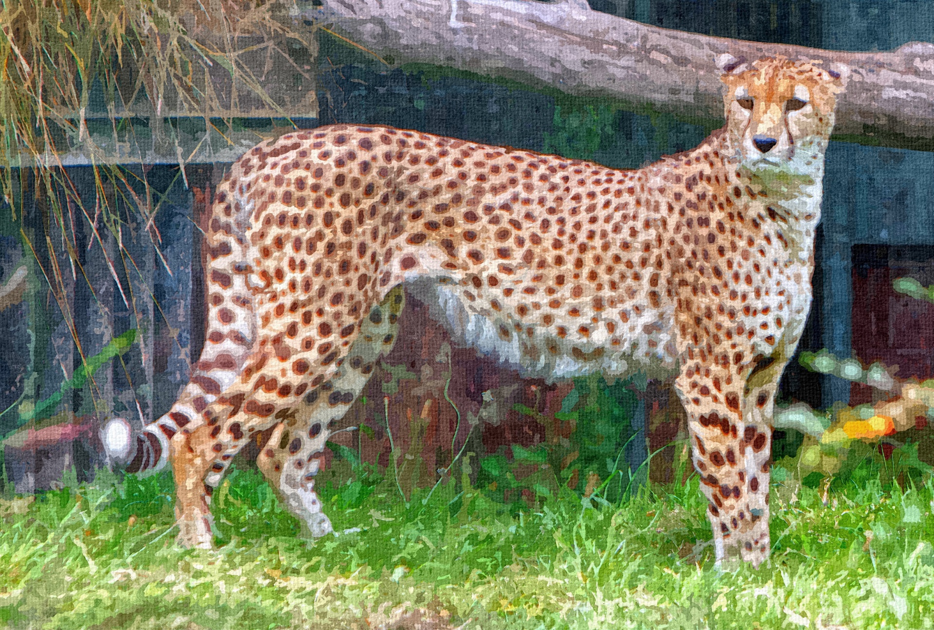 Cheetah Pittura