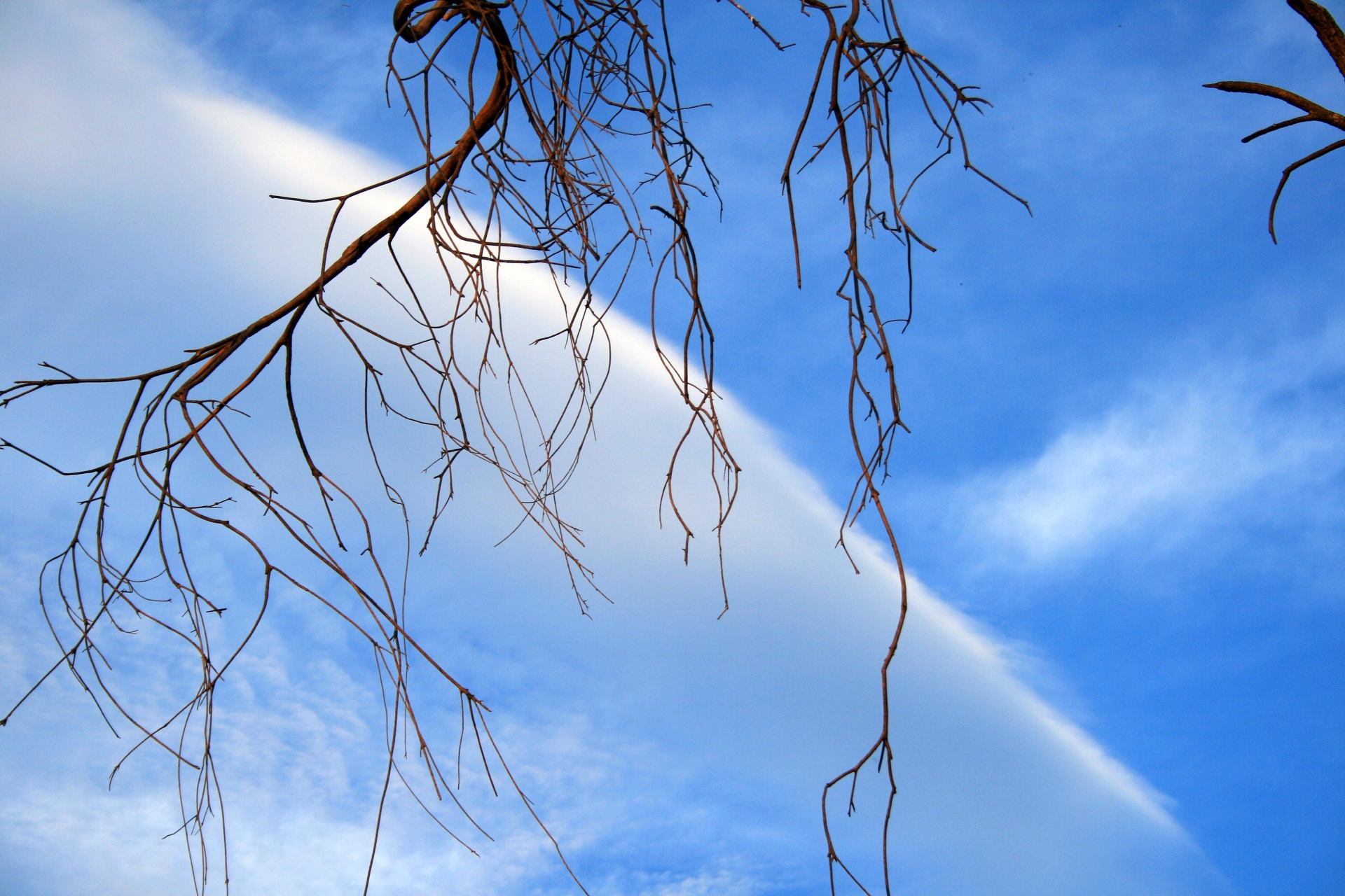 Diagonal Cloud Behind Branches Free Stock Photo - Public Domain Pictures