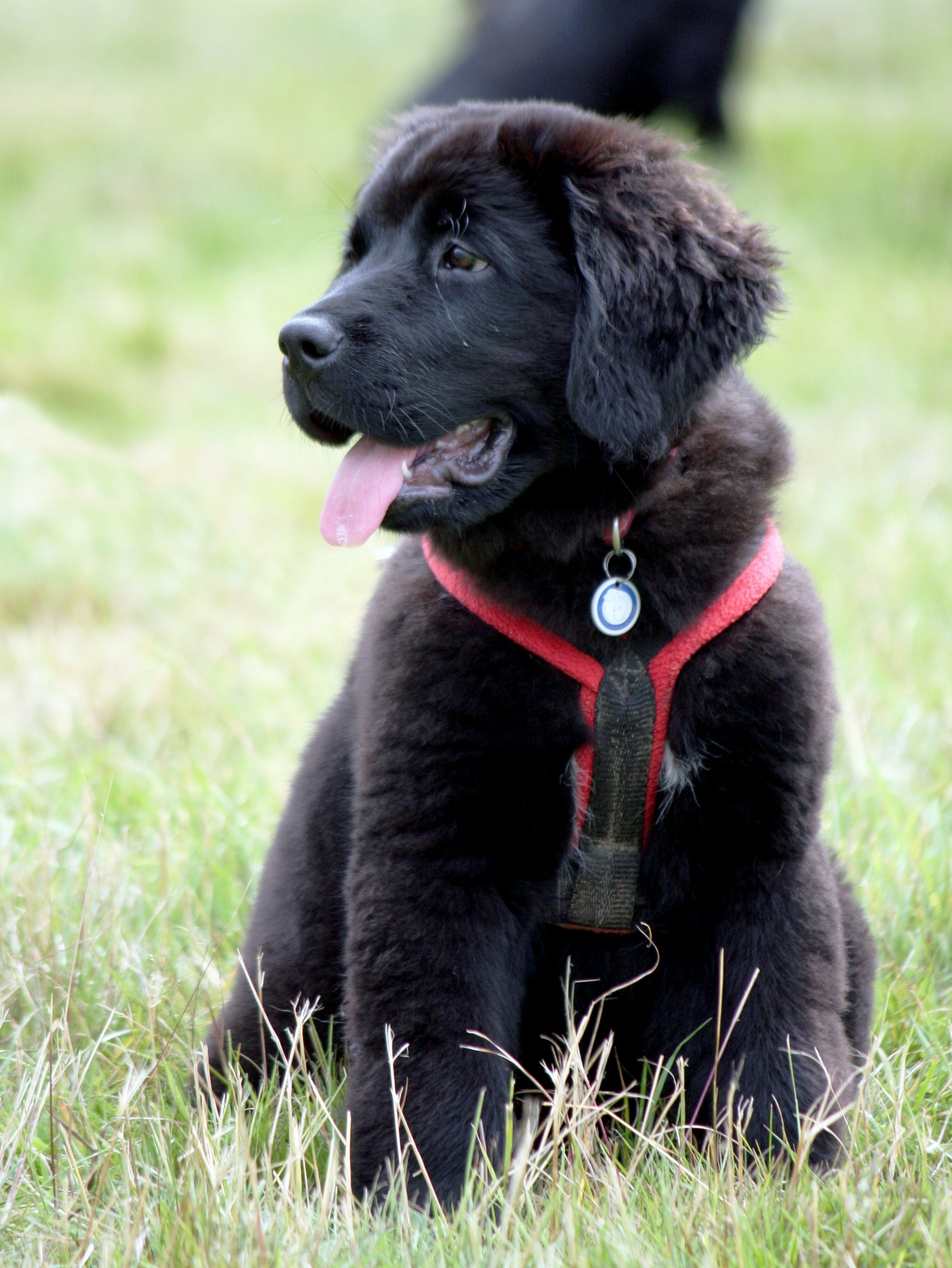 dog-newfoundland-puppy-cute-free-stock-photo-public-domain-pictures