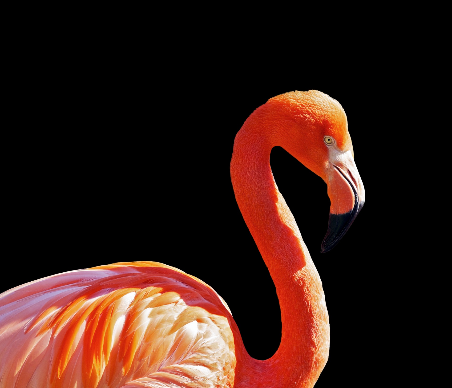 flamingo-free-stock-photo-public-domain-pictures