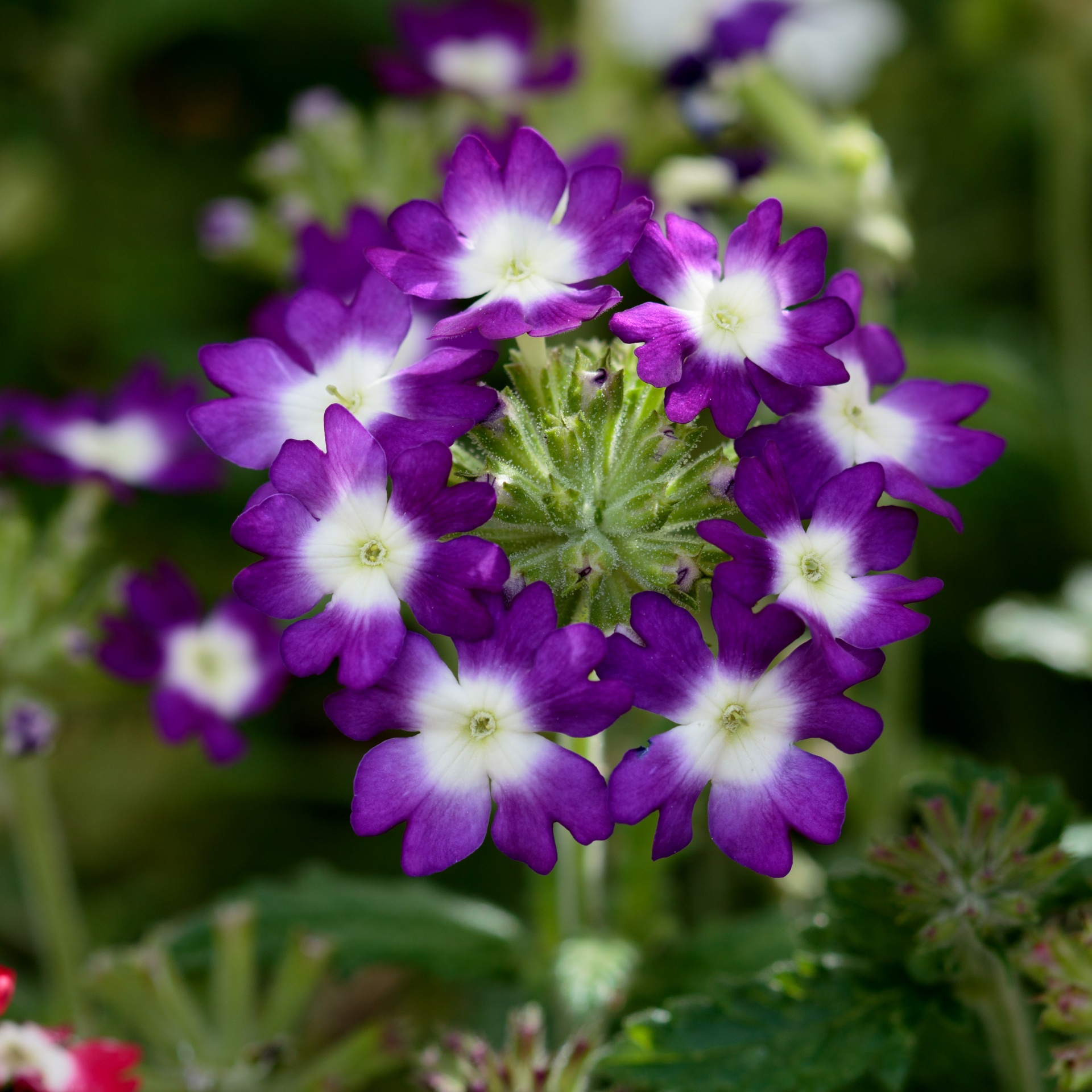 Flowers Purple Free Stock Photo - Public Domain Pictures