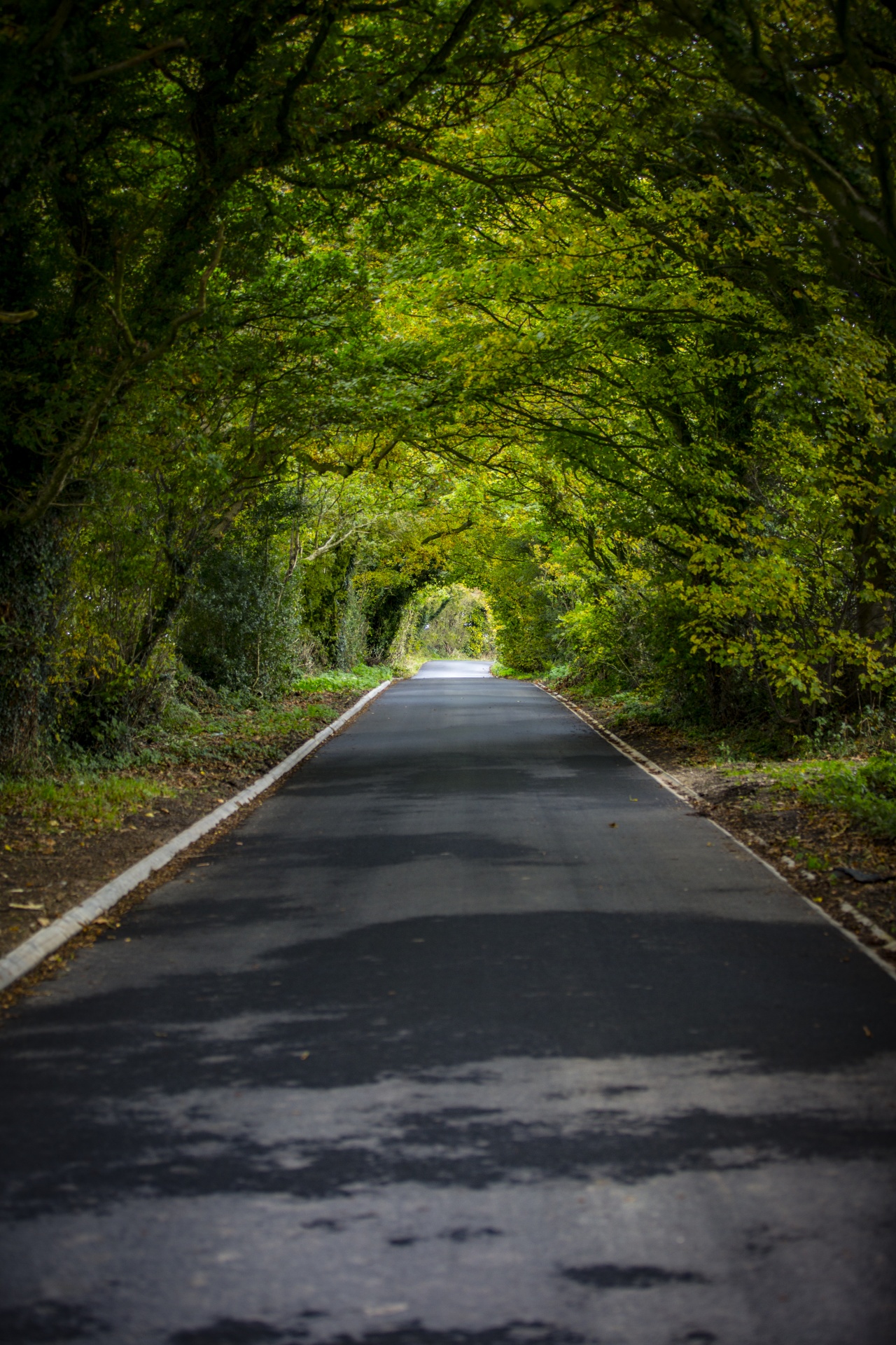 Green Tunnel Forest Clean Road Free Stock Photo - Public Domain Pictures