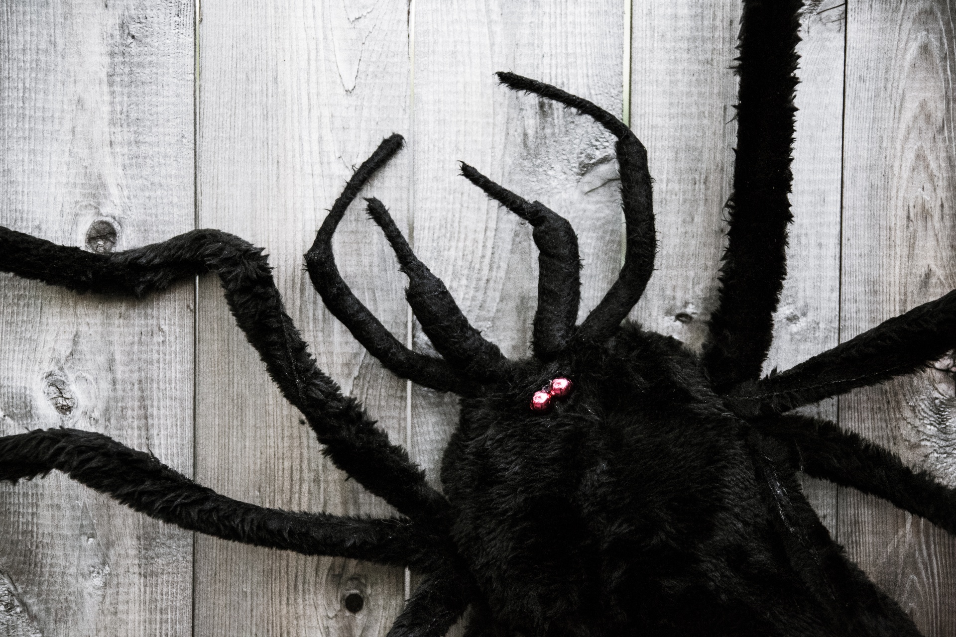 Halloween Spider Free Stock Photo - Public Domain Pictures