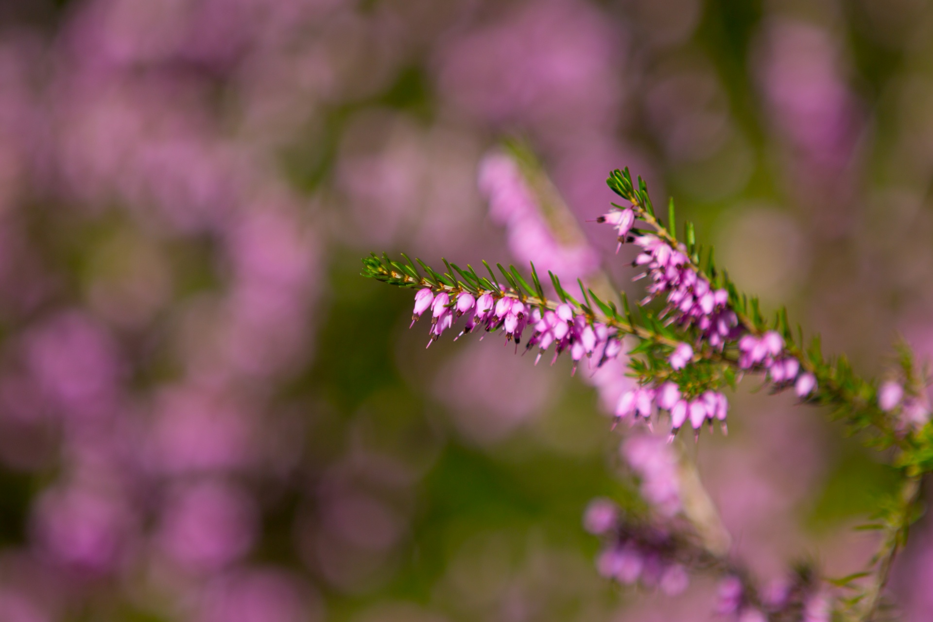 Heather Flower Free Stock Photo - Public Domain Pictures