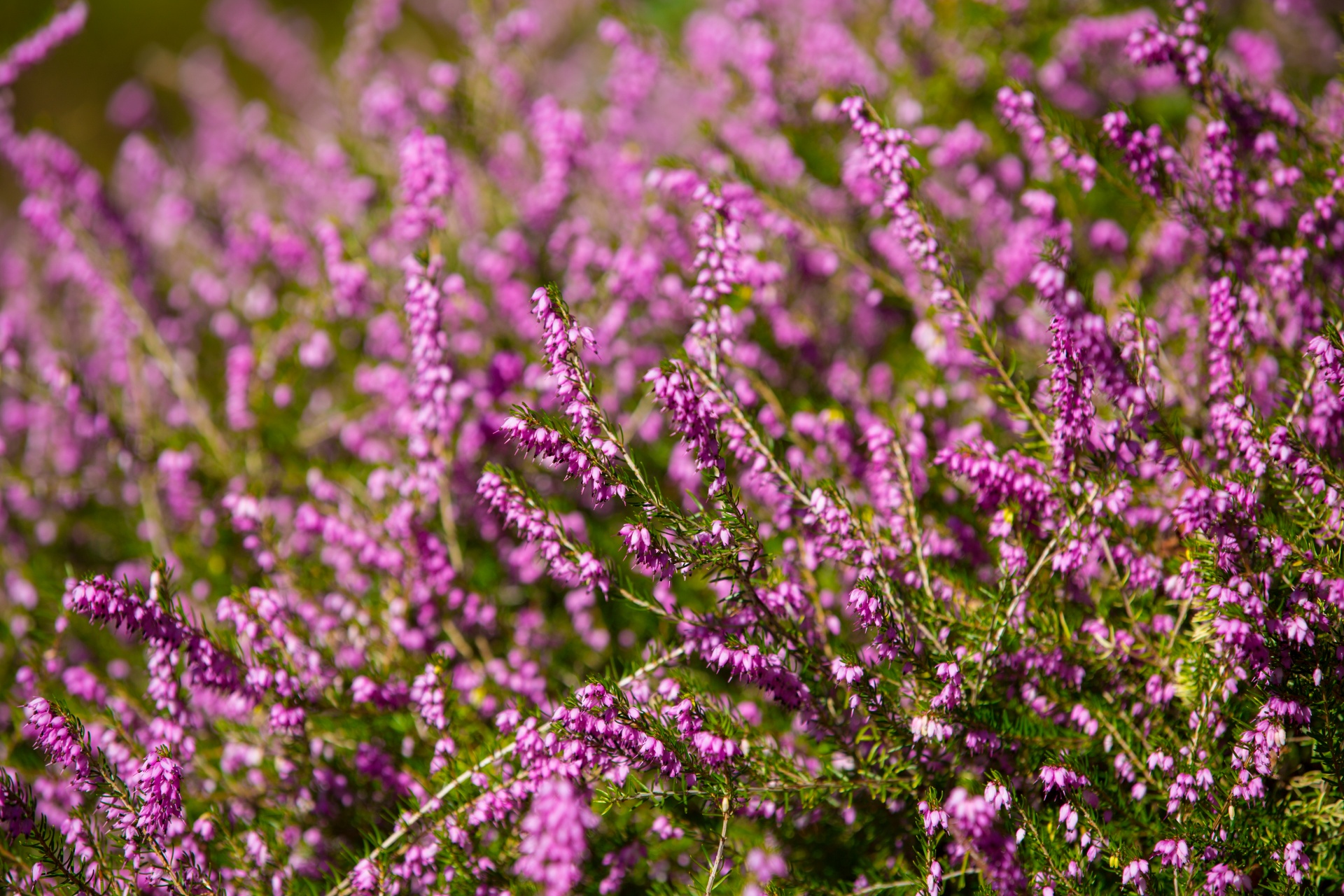 Photos of Nature: Photos Of Heather Flowers