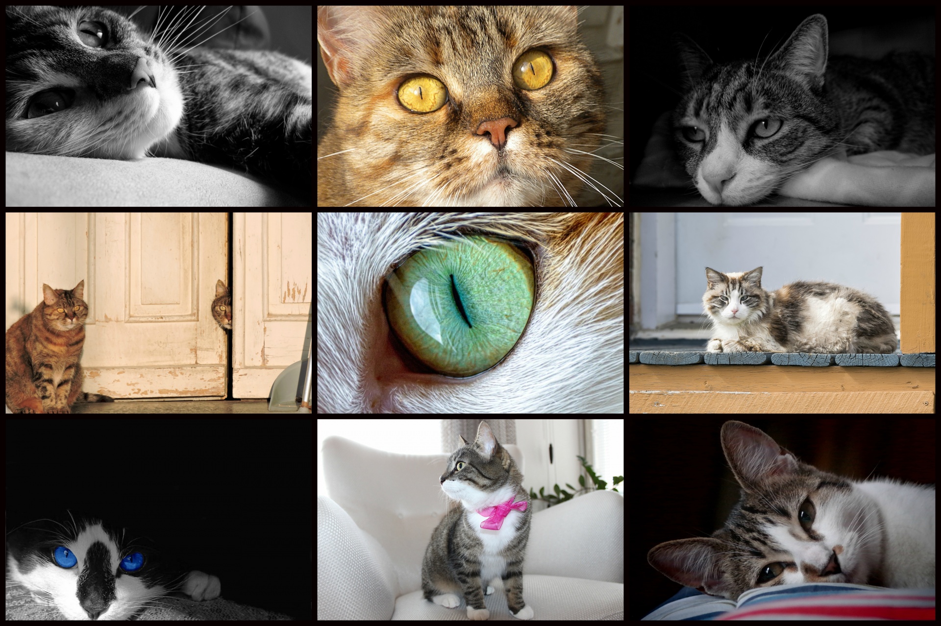 Kitty Collage Free Stock Photo - Public Domain Pictures