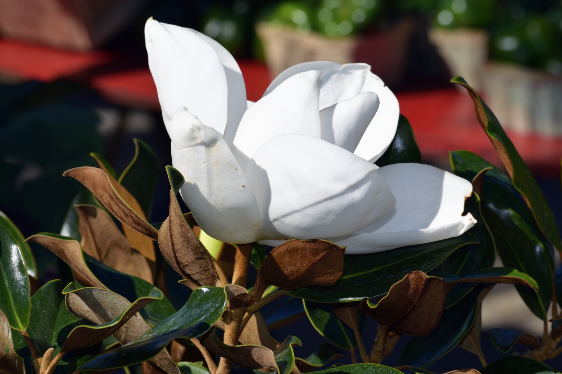 Magnolia Flower Free Stock Photo - Public Domain Pictures
