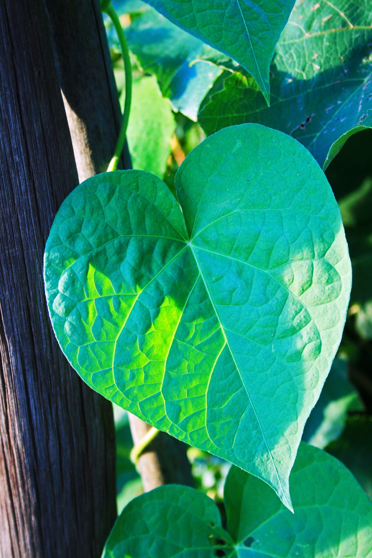 Morning Glory Leaf Free Stock Photo - Public Domain Pictures