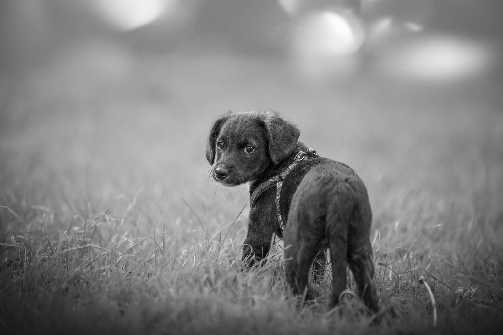 puppy-dog-free-stock-photo-public-domain-pictures
