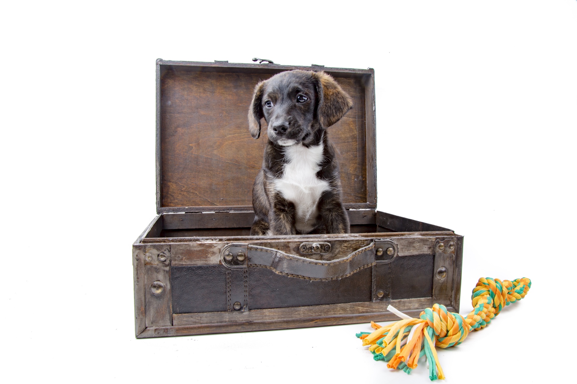 puppy-with-suitcase-free-stock-photo-public-domain-pictures