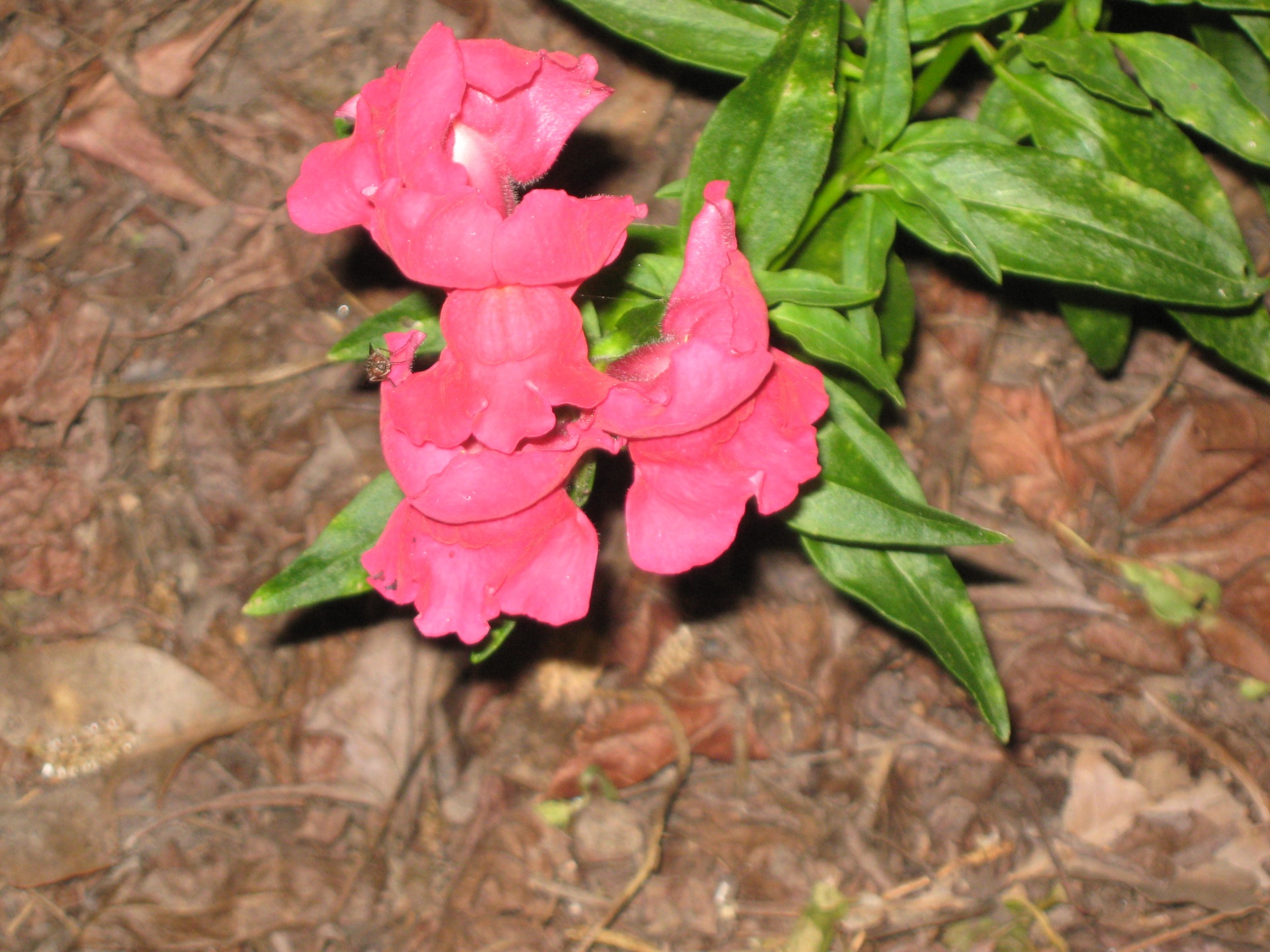 snapdragon-flower-free-stock-photo-public-domain-pictures