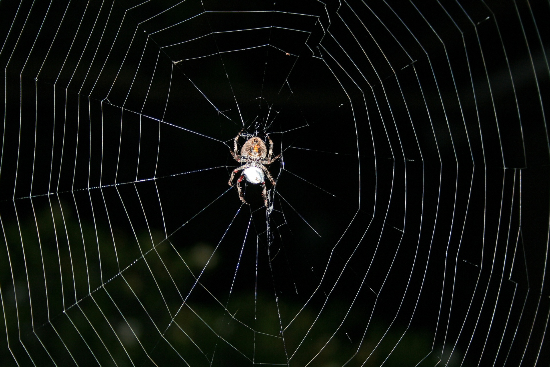 spider-on-a-web-free-stock-photo-public-domain-pictures