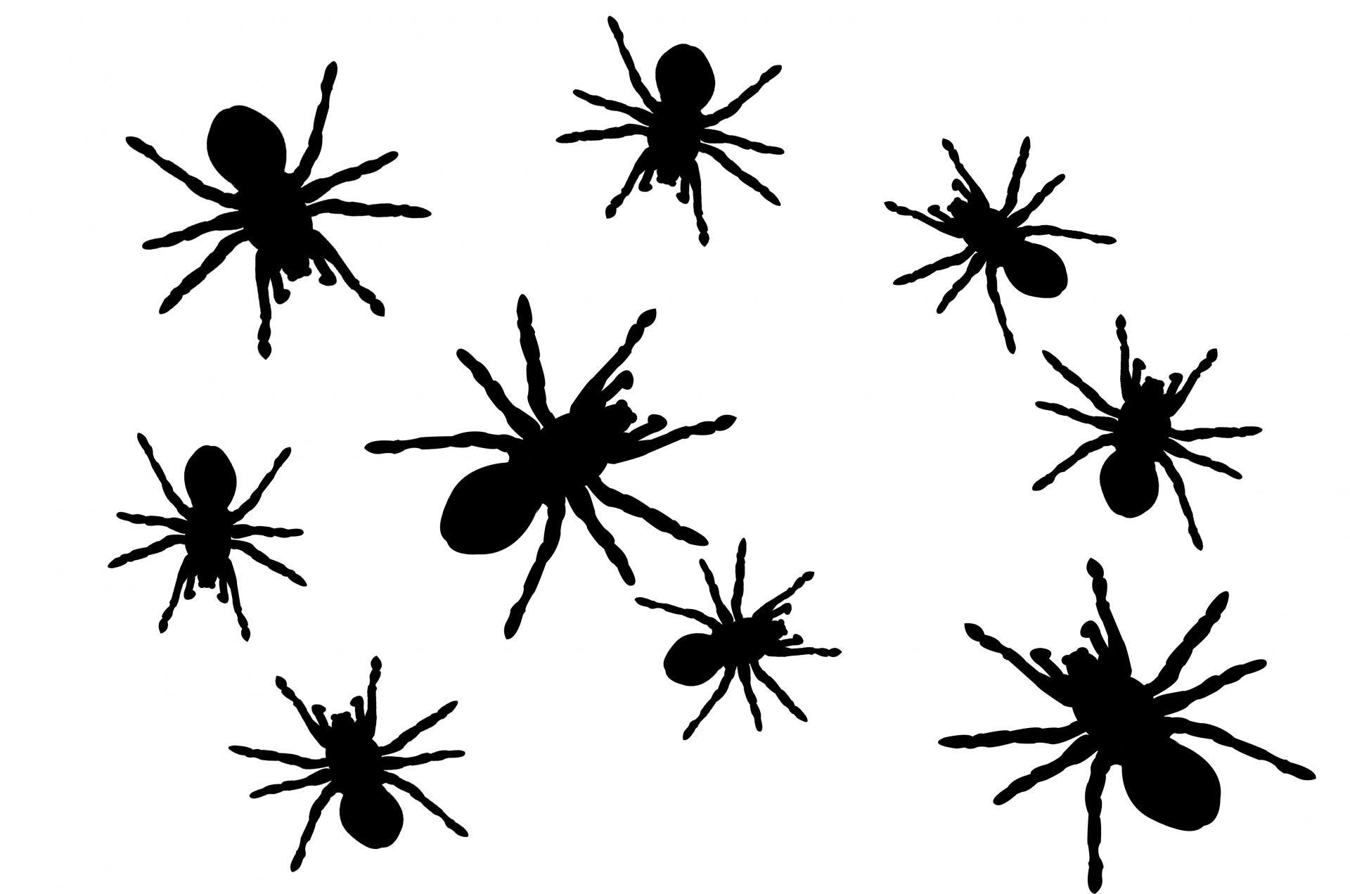 Spiders Free Stock Photo - Public Domain Pictures