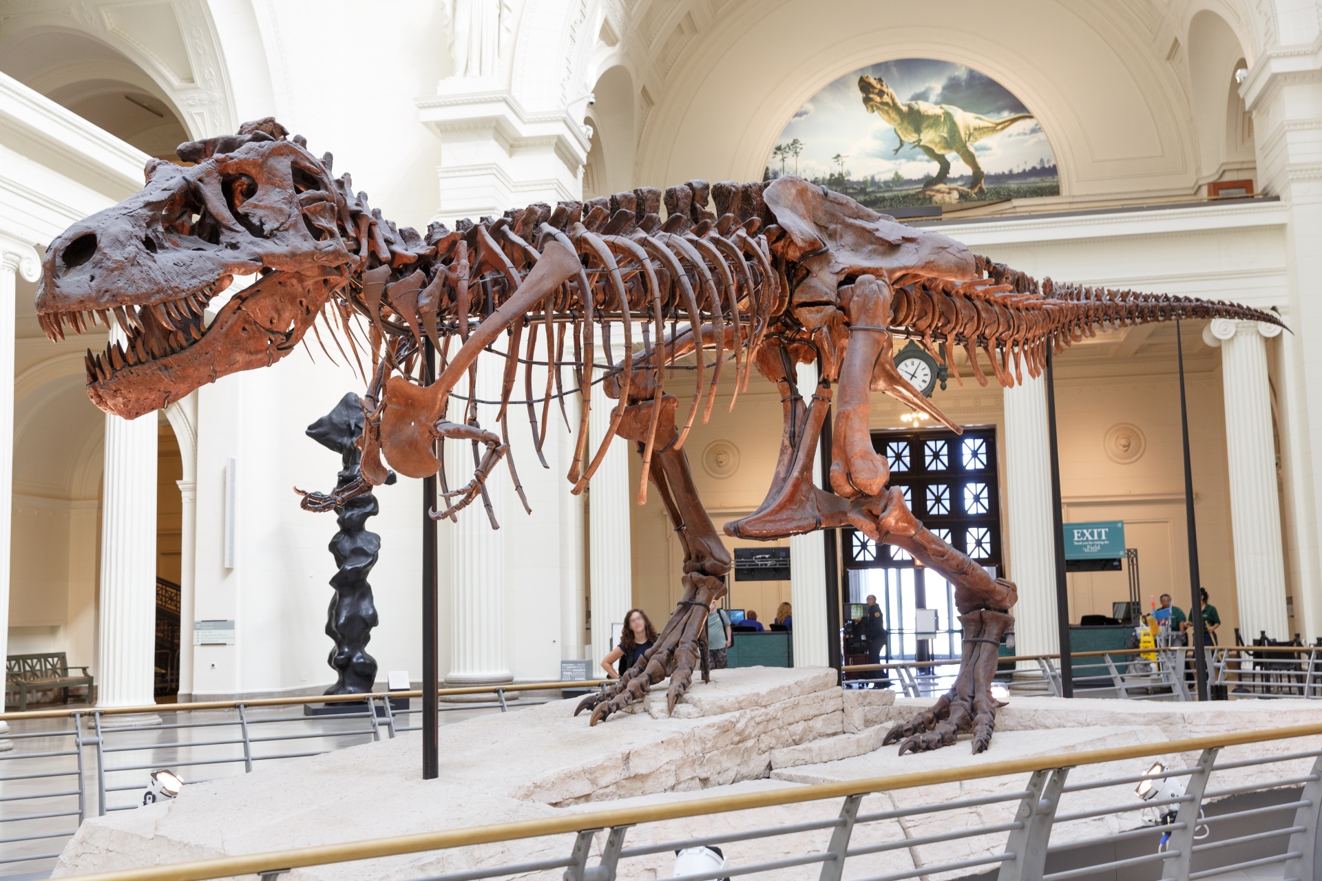 tyrannosaurus-rex-free-stock-photo-public-domain-pictures