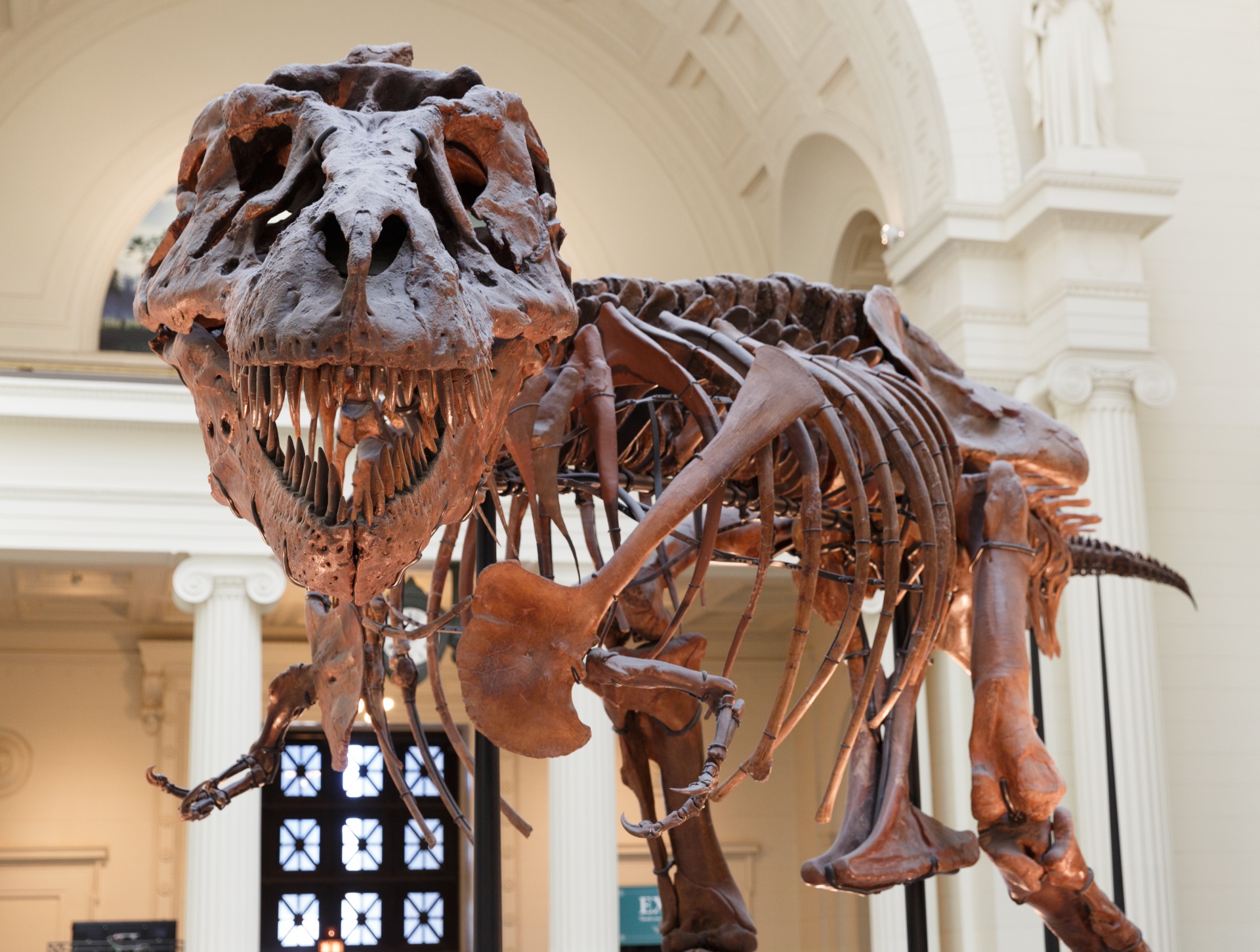 tyrannosaurus-rex-free-stock-photo-public-domain-pictures