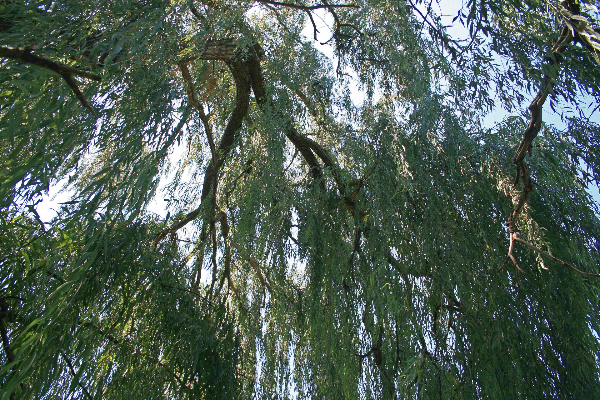 Willow Tree Branches Free Stock Photo - Public Domain Pictures